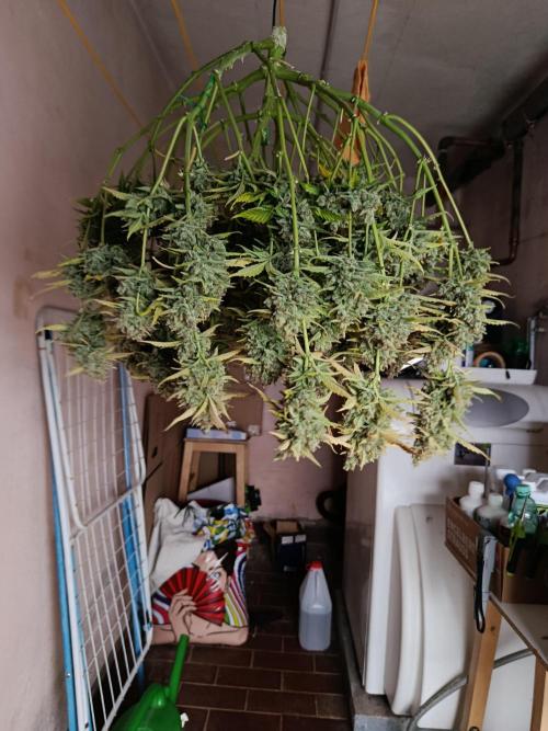 Gorilla Cookies Auto 20L Grow. Week 14