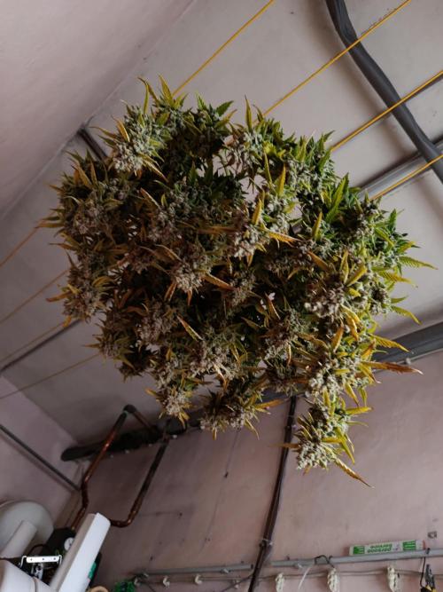 Gorilla Cookies Auto 20L Grow. Week 14