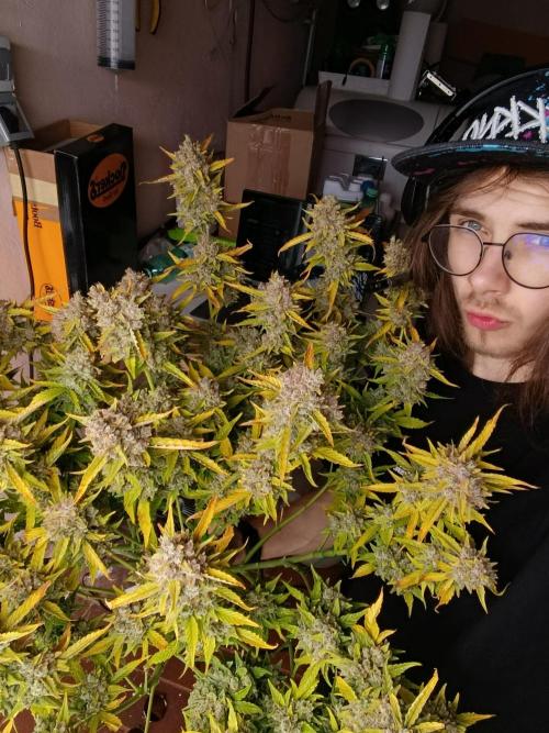 Gorilla Cookies Auto 20L Grow. Week 14