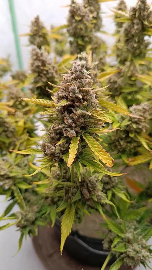 Gorilla Cookies Auto 20L Grow