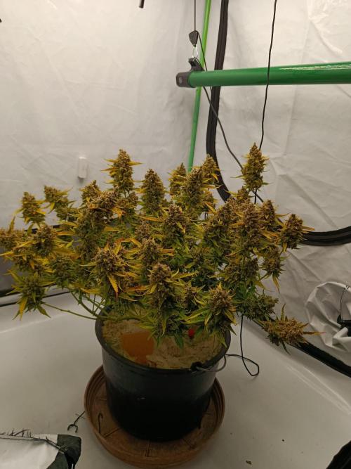 Gorilla Cookies Auto 20L Grow. Week 14