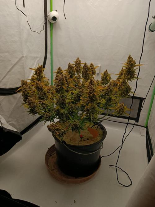 Gorilla Cookies Auto 20L Grow. Week 14