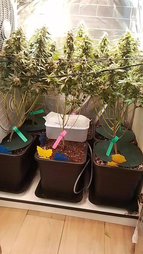 Mountaintop Mint 