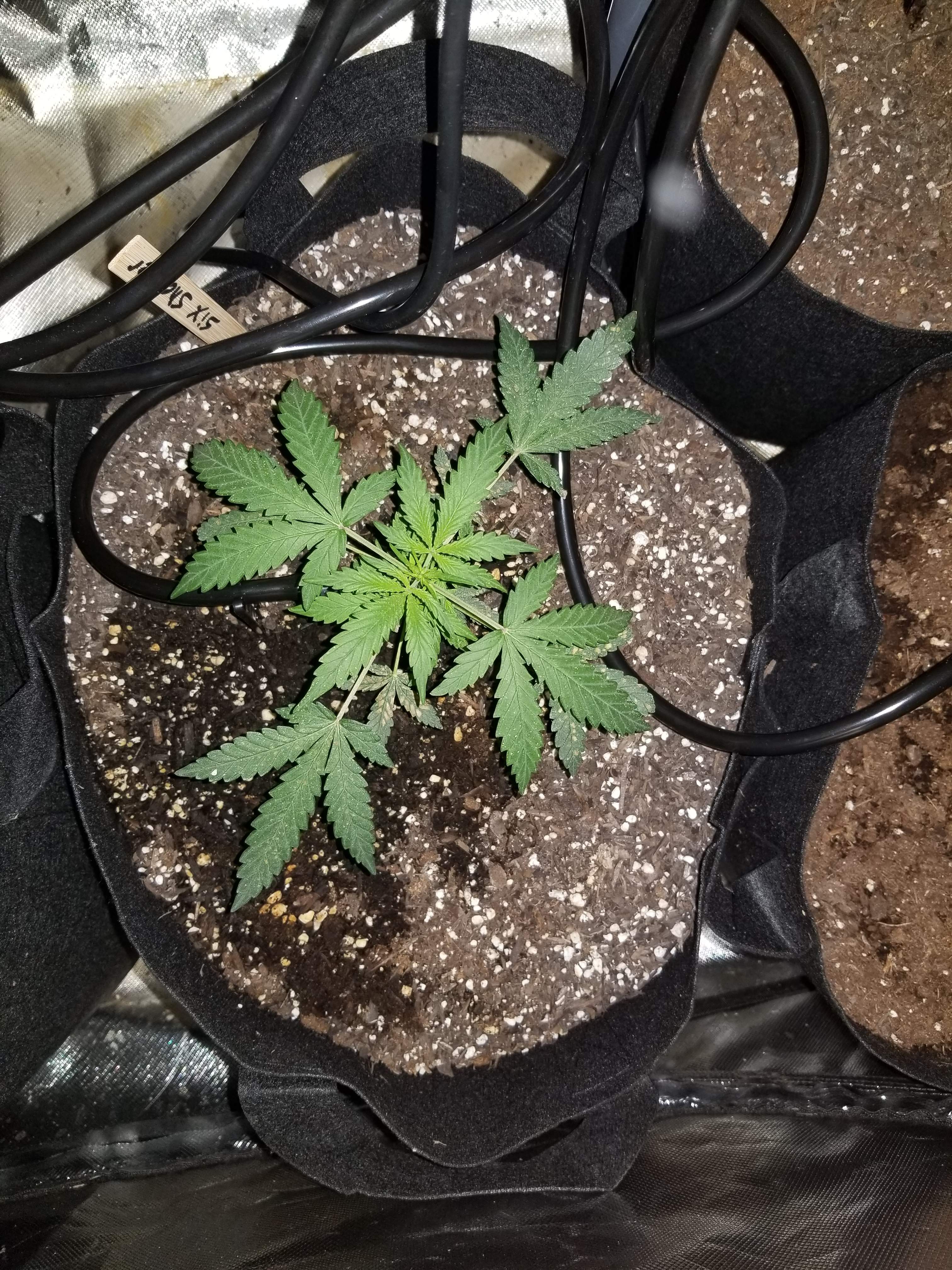Fast Buds Girl Scout Cookies Auto grow diary (journal) week5 by Kw32wv
