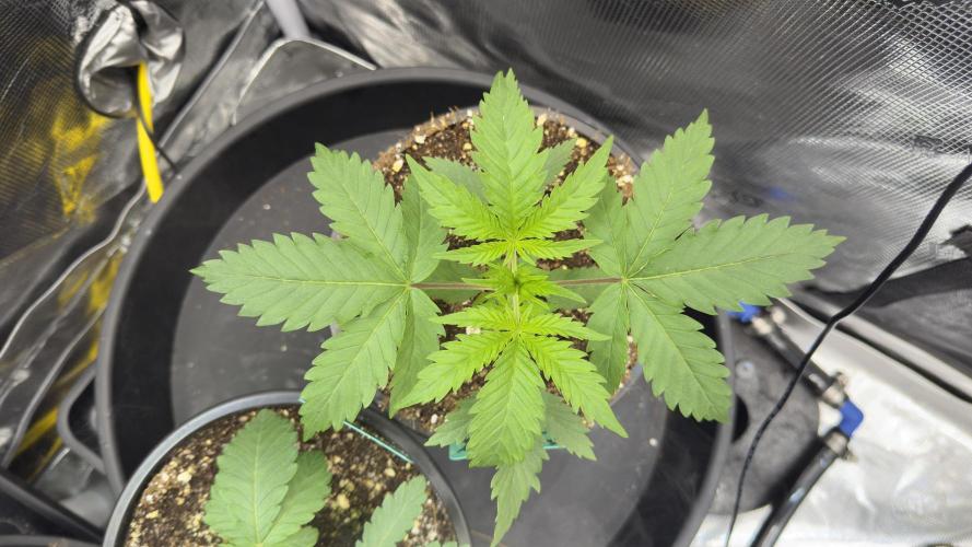 Willy78 Spring Grow. Week 3