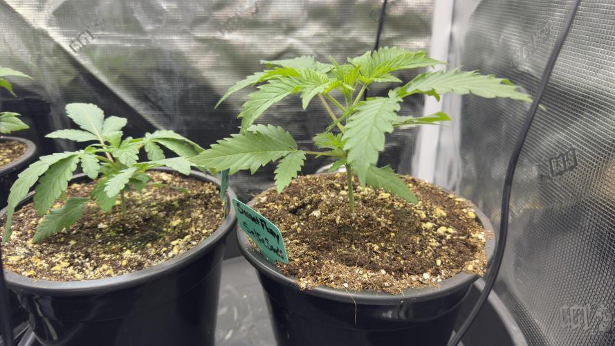 Willy78 Spring Grow. Week 3