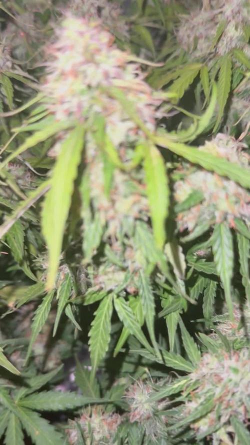 Brooklyn sunrise AUTO (first grow) 