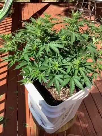 Brooklyn sunrise AUTO (first grow) 