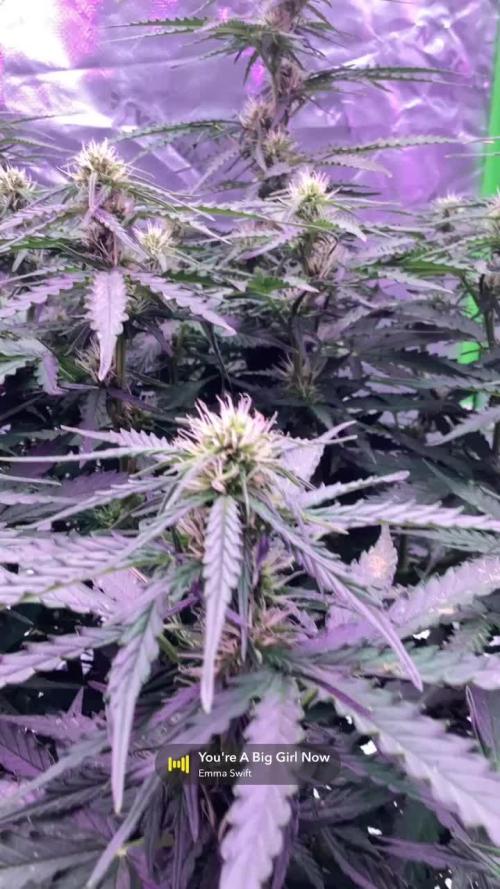 Brooklyn sunrise AUTO (first grow) 