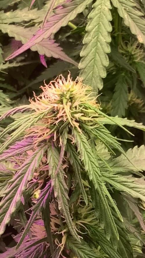 Brooklyn sunrise AUTO (first grow) 