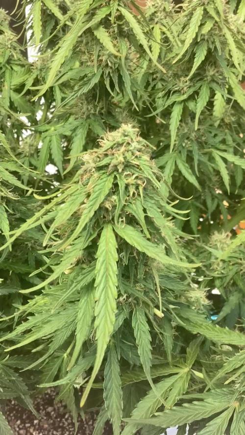 Brooklyn sunrise AUTO (first grow) 