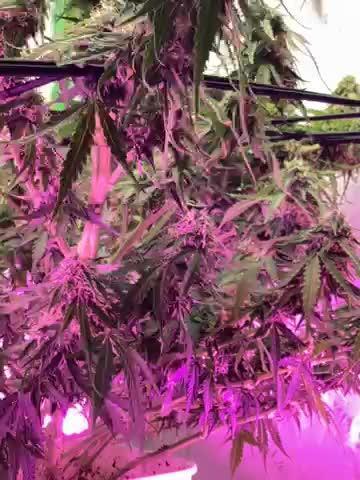 Brooklyn sunrise AUTO (first grow) 