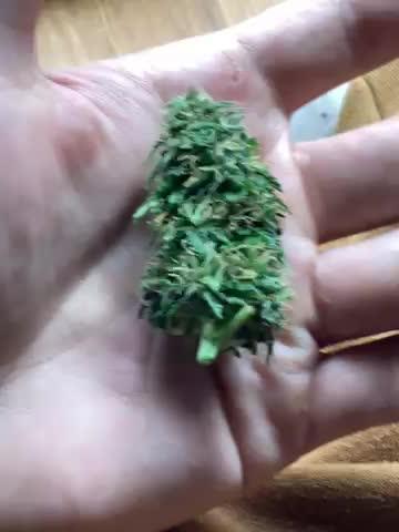 Brooklyn sunrise AUTO (first grow) 