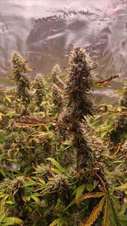 Glue gelato - comeback after 2 years