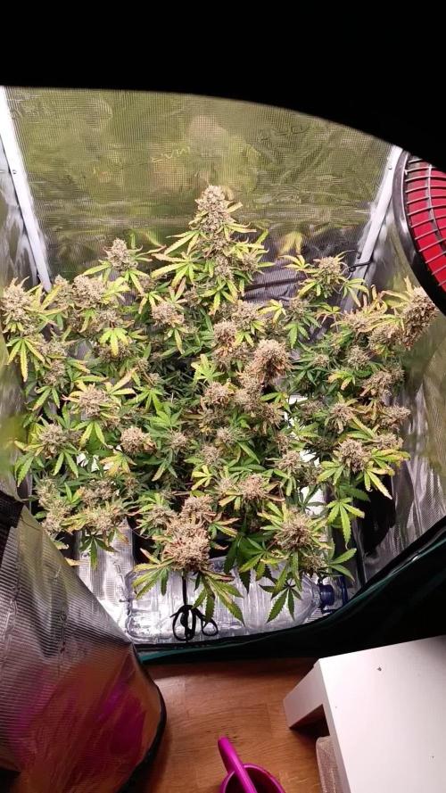 Glue gelato - comeback after 2 years