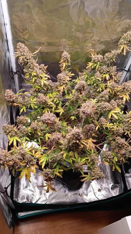 Glue gelato - comeback after 2 years