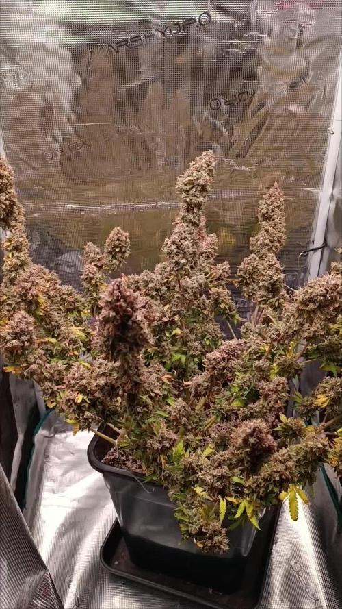 Glue gelato - comeback after 2 years