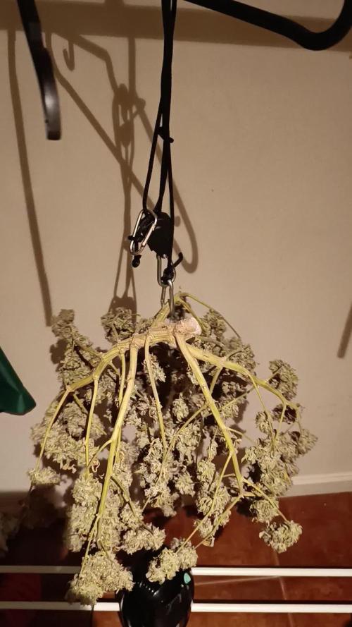 Glue gelato - comeback after 2 years