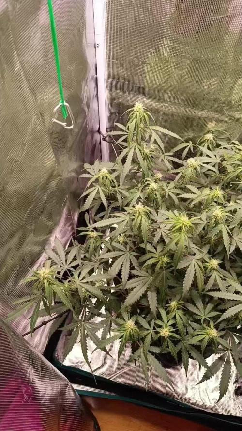 Glue gelato - comeback after 2 years