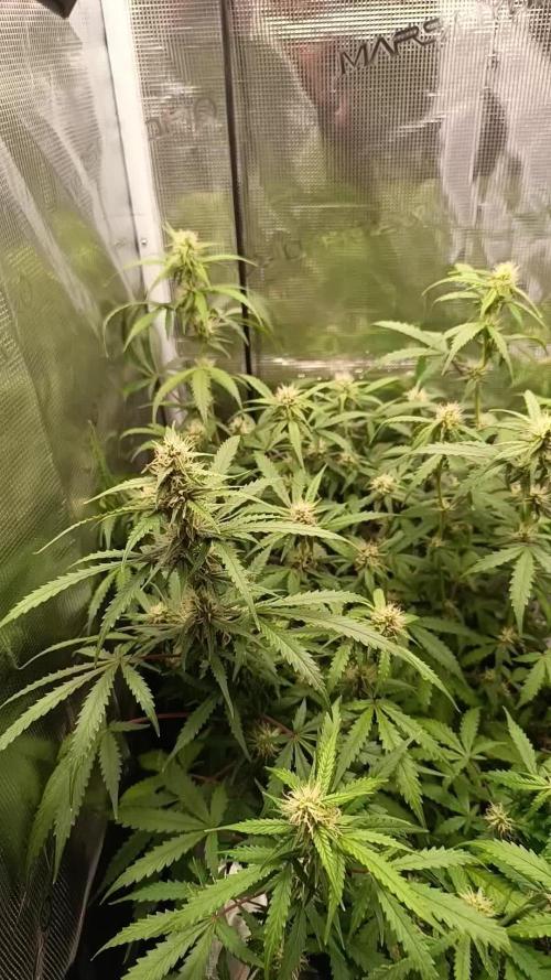 Glue gelato - comeback after 2 years