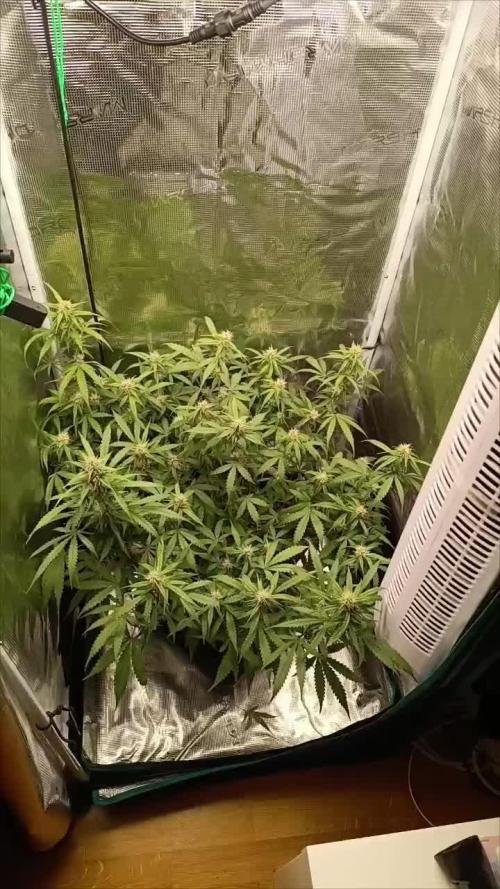 Glue gelato - comeback after 2 years