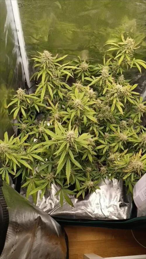 Glue gelato - comeback after 2 years