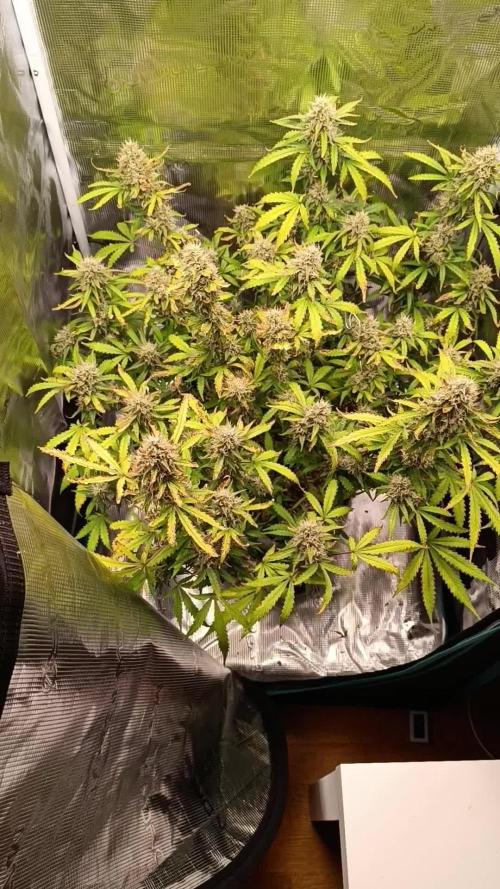 Glue gelato - comeback after 2 years