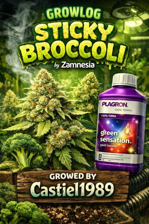 Eternity Grow Cup 2026 Sticky Broccoli. Week 0