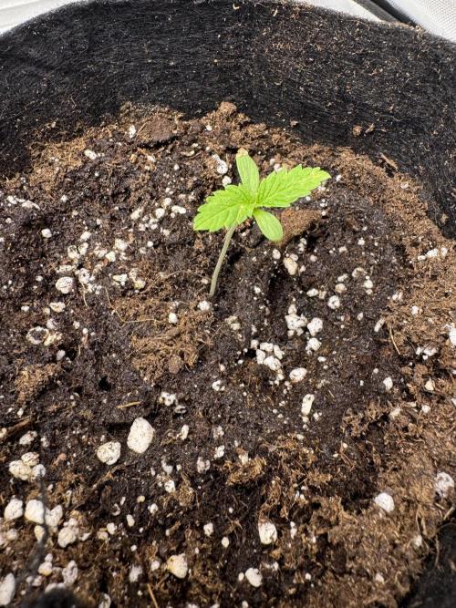 Eternity Grow Cup 2026 Sticky Broccoli. Week 1