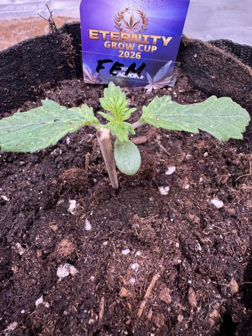 Eternity Grow Cup 2026 Sticky Broccoli. Week 1