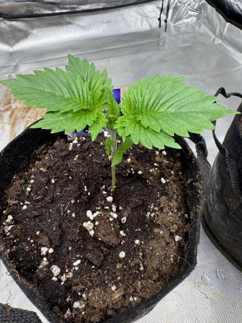 Eternity Grow Cup 2026 Sticky Broccoli. Week 2