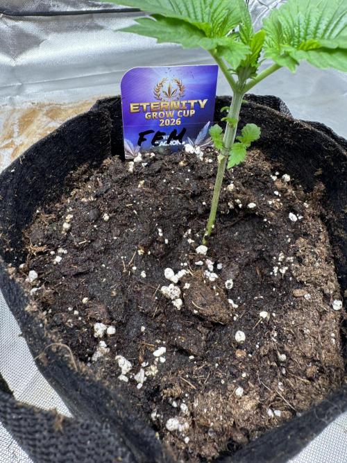 Eternity Grow Cup 2026 Sticky Broccoli. Week 2