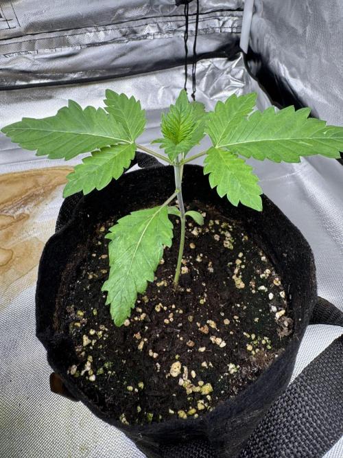Eternity Grow Cup 2026 Sticky Broccoli. Week 2