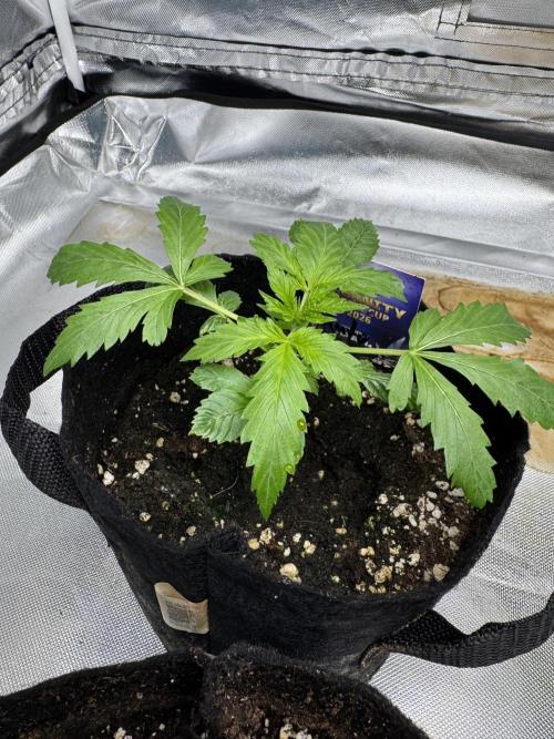 Eternity Grow Cup 2026 Sticky Broccoli. Week 3