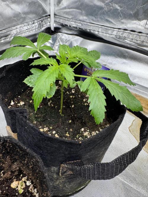 Eternity Grow Cup 2026 Sticky Broccoli. Week 3