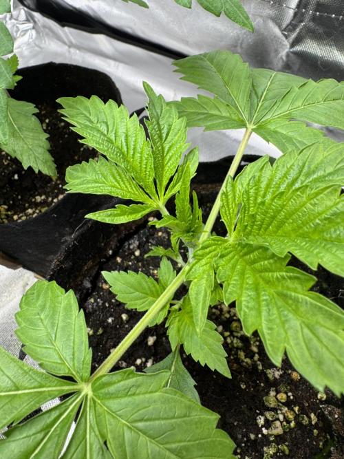 Eternity Grow Cup 2026 Sticky Broccoli. Week 3