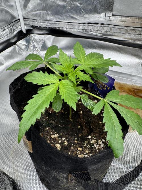 Eternity Grow Cup 2026 Sticky Broccoli. Week 4