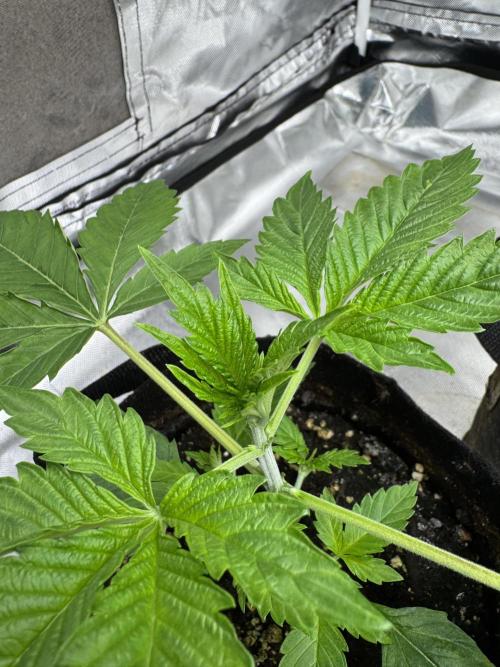 Eternity Grow Cup 2026 Sticky Broccoli. Week 4