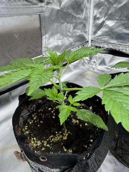 Eternity Grow Cup 2026 Sticky Broccoli. Week 4