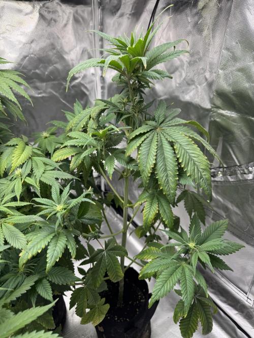 Eternity Grow Cup 2026 Sticky Broccoli. Week 8