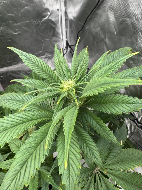 Eternity Grow Cup 2026 Sticky Broccoli. Week 8