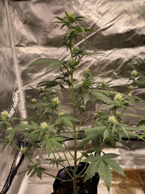 Eternity Grow Cup 2026 Sticky Broccoli. Week 9