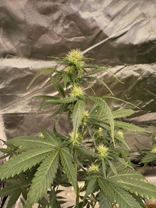 Eternity Grow Cup 2026 Sticky Broccoli. Week 9
