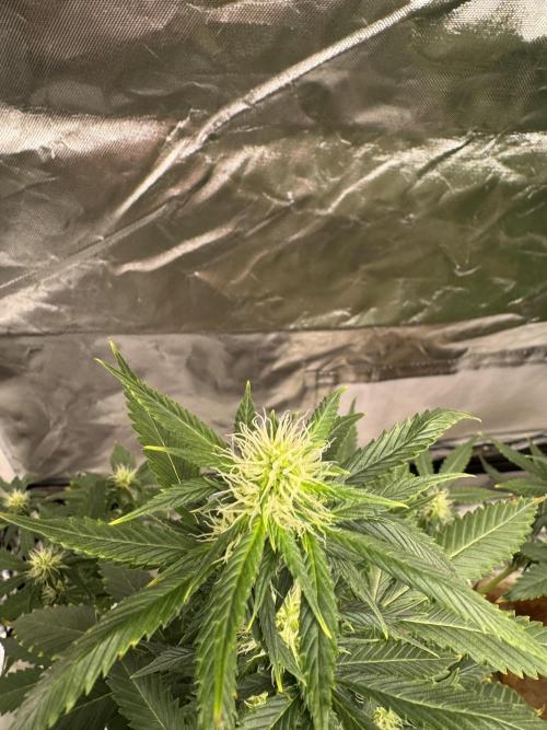 Eternity Grow Cup 2026 Sticky Broccoli. Week 9