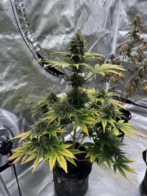 Eternity Grow Cup 2026 Sticky Broccoli. Week 10