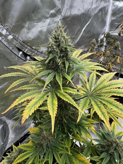 Eternity Grow Cup 2026 Sticky Broccoli. Week 10