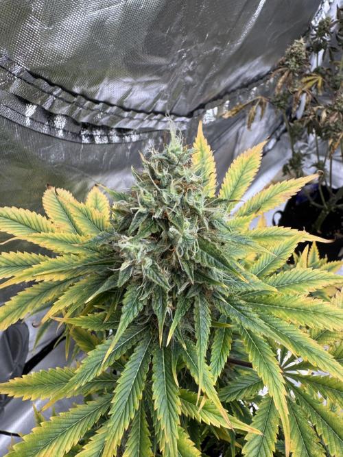Eternity Grow Cup 2026 Sticky Broccoli. Week 10