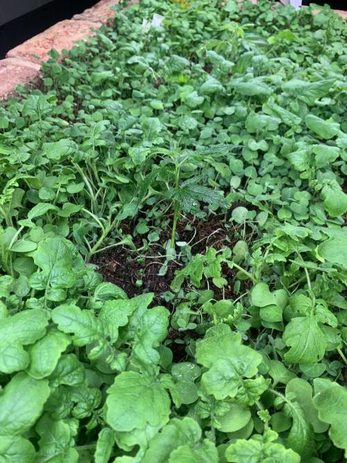 Indoor Grow, first time setup. Week 1