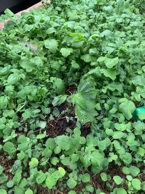 Indoor Grow, first time setup. Week 1