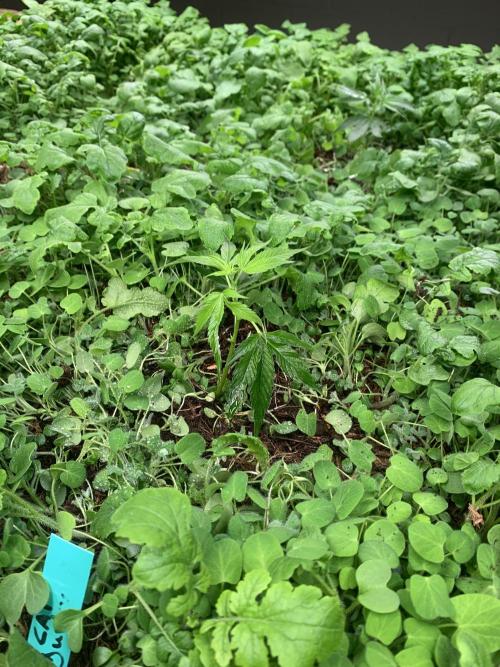 Indoor Grow, first time setup. Week 1